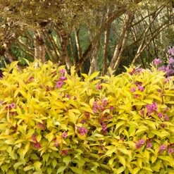 Golden Jackpot® Weigela Shrub 7 Golden Jackpot® Weigela Shrub -Garden Oasis Golden jackpot Weigela 3