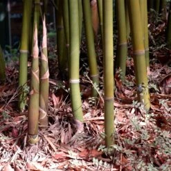 Graceful Bamboo -Garden Oasis Graceful Bamboo 3 FGT