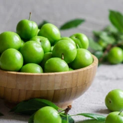 Green Gage Plum -Garden Oasis Green Gage Plum 2