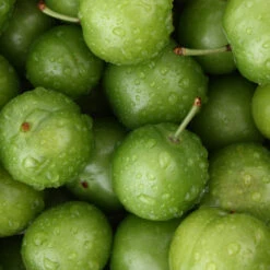 Green Gage Plum -Garden Oasis Green Gage Plum 4