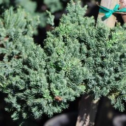 Green Mound Juniper Topiary -Garden Oasis Green Mound JUniper 3 FGT 95b457e9 9712 4329 b324 05ec99fb2809