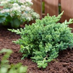 Green Mound Juniper 6 Green Mound Juniper -Garden Oasis Green Mound Juniper 3 FGT
