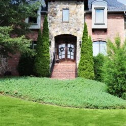 Green Mound Juniper 7 Green Mound Juniper -Garden Oasis Green Mound Juniper 4