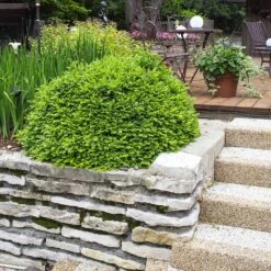 Green Velvet Boxwood Shrub -Garden Oasis Green Velvet Boxwood 4 FGT