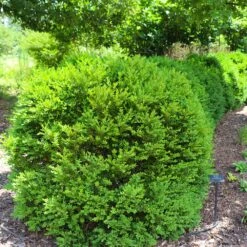 Green Velvet Boxwood Shrub -Garden Oasis Green Velvet Boxwood 7