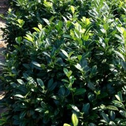 Greenfinity Cherry Laurel -Garden Oasis Greenfinity Laurel 2