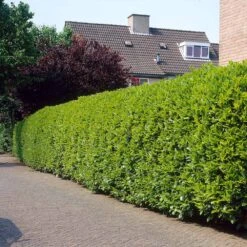 Greenfinity Cherry Laurel -Garden Oasis Greenfinity Laurel 3 FGT