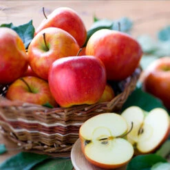 Fuji & Haralson Twisted Apple Tree -Garden Oasis Harelson