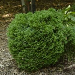 Hetz Midget Thuja Shrub -Garden Oasis Hetz Midget Thuja 1