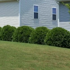 Hetz Midget Thuja Shrub -Garden Oasis Hetz Midget Thuja 6