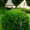 Hetz Midget Thuja Shrub
