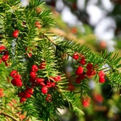 Hicks Yew Tree -Garden Oasis Hicks Yew7 FGT