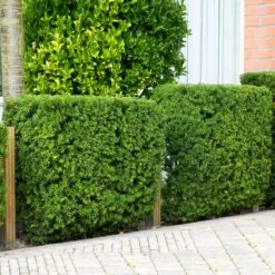 Hicks Yew Tree -Garden Oasis Hicks Yew 4 FGT