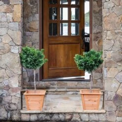 Dwarf Hinoki Cypress Tree -Garden Oasis Hinoki Cypress Standard 2 6bc85b90 3eec 439f 92d1 ae3e8dfe164a