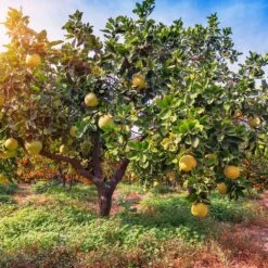Hirado Pummelo Tree -Garden Oasis Hirado Pummelo 1