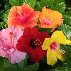 Bloom Bash® Hollywood® Hibiscus -Garden Oasis Hollywood Hibiscu BLoom Bash 2