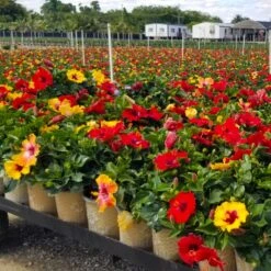 Bloom Bash® Hollywood® Hibiscus -Garden Oasis Hollywood Hibiscu BLoom Bash 4