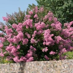 Hopi Crape Myrtle -Garden Oasis Hopi Crape Myrtle 5