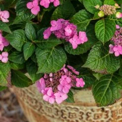 Endless Summer® Pop Star® Bigleaf Hydrangea -Garden Oasis Hydrangea Pop Star 1