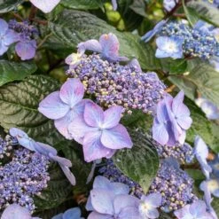 Endless Summer® Pop Star® Bigleaf Hydrangea -Garden Oasis Hydrangea Pop Star 2