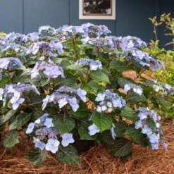 Endless Summer® Pop Star® Bigleaf Hydrangea -Garden Oasis Hydrangea Pop Star 4 FGT