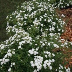 Icy Drift® Rose -Garden Oasis Icy Drift Rose 1 FGT