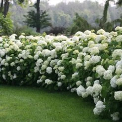 Incrediball® Hydrangea Shrub 6 Incrediball® Hydrangea Shrub -Garden Oasis Incrediball Hydrangea 1 FGT