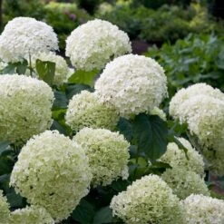 IncrediballĀ® Hydrangea Shrub