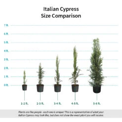 Italian Cypress -Garden Oasis Italian Cypress Size Comparison ugc test