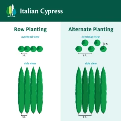 Italian Cypress -Garden Oasis ItalianCypress