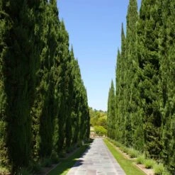 Italian Cypress -Garden Oasis Italian Cypress 1 FGT