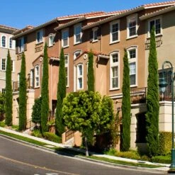 Italian Cypress -Garden Oasis Italian Cypress 3 FGT