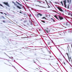 Ivory Halo Dogwood Shrub -Garden Oasis Ivory Halo Dogwood 4