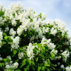 Ivory Silk Japanese Lilac Tree -Garden Oasis Ivory Silk Lilac 1