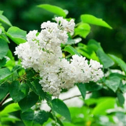 Ivory Silk Japanese Lilac Tree -Garden Oasis Ivory Silk Lilac 2