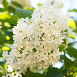 Ivory Silk Japanese Lilac Tree -Garden Oasis Ivory Silk Lilac 4