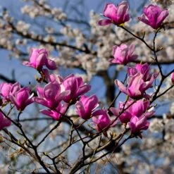 Jane Magnolia -Garden Oasis Jane Magnolia 4 FGT