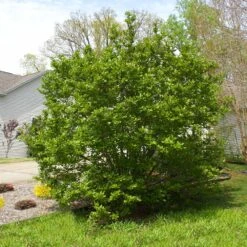 Jane Magnolia -Garden Oasis Janr Magnolia 5 FGT