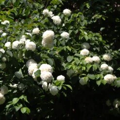 Japanese Snowball Bush 9 Japanese Snowball Bush -Garden Oasis Japanese VIburnum 2 FGT