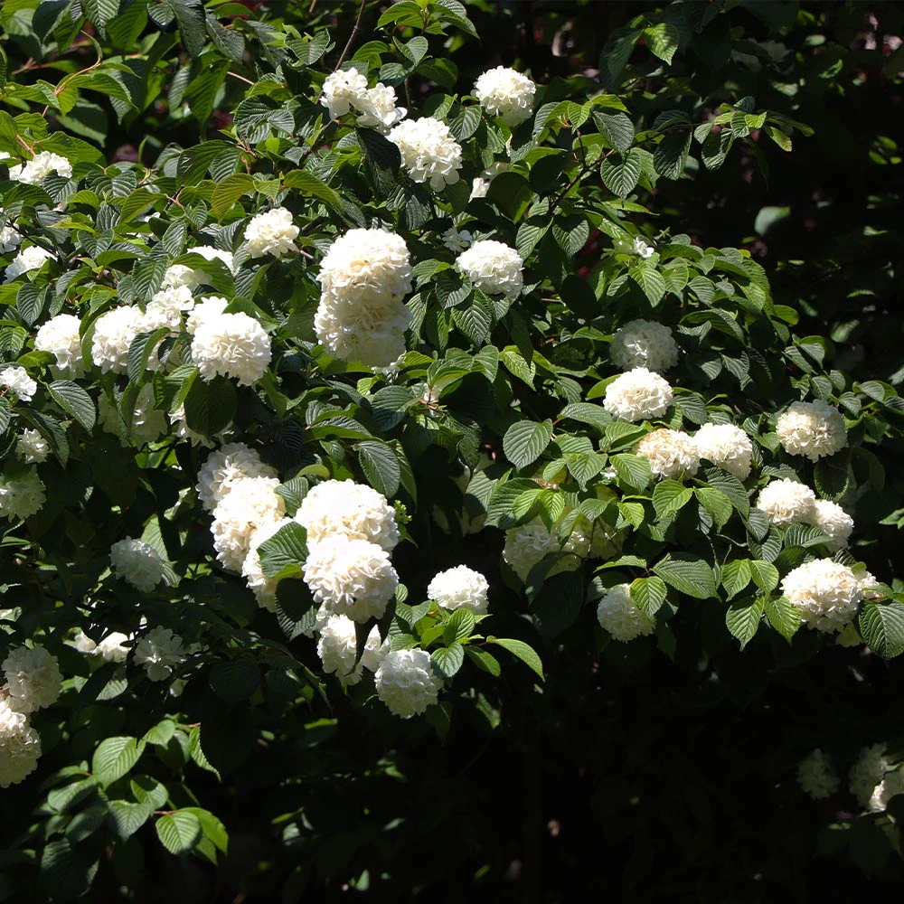 Japanese Snowball Bush 5 Japanese Snowball Bush - Image 5