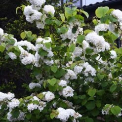 Japanese Snowball Bush 7 Japanese Snowball Bush -Garden Oasis Japanese VIburnum 5 FGT