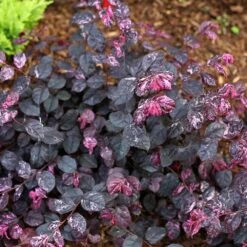 Jazz Hands® Variegated Loropetalum -Garden Oasis Jazz Hands loropetalum 4 FGT