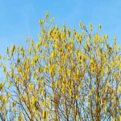 Jefferson Filbert Hazelnut Tree -Garden Oasis Jefferson Filbert Hazelnut 4