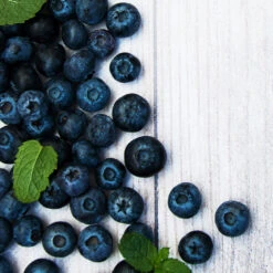 Jewel Blueberry Bush -Garden Oasis Jewel Blueberry 2