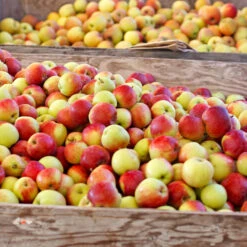 Jonagold Apple Tree -Garden Oasis Jonagold Apple 6