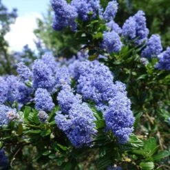 Creeping Mountain Lilac -Garden Oasis Joyce Coulter California Lilac 2