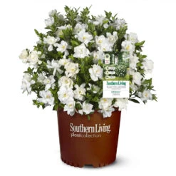 Jubilation™ Gardenia Shrub -Garden Oasis Jubilation Gardenia 1