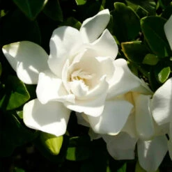 Jubilation™ Gardenia Shrub -Garden Oasis Jubilation Gardenia 3