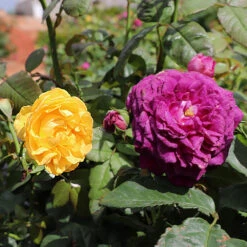 Julia Child And Ebb Tide™ Two-fer® Rose Tree 7 Julia Child And Ebb Tide™ Two-fer® Rose Tree -Garden Oasis Julia CHild and Ebb Tide Rose Tree 1