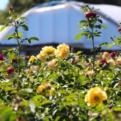 Julia Child And Ebb Tide™ Two-fer® Rose Tree 6 Julia Child And Ebb Tide™ Two-fer® Rose Tree -Garden Oasis Julia CHild and Ebb Tide Rose Tree 4